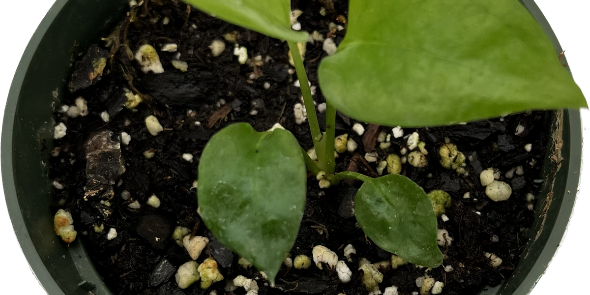 philodendron skeleton key for sale Philodendron Skeleton Key