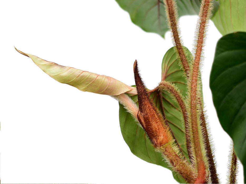 Philodendron squamicaule