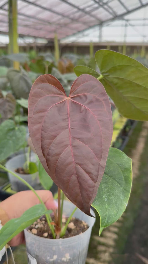 Anthurium Queen of Hearts — Ecuagenera USA Corp