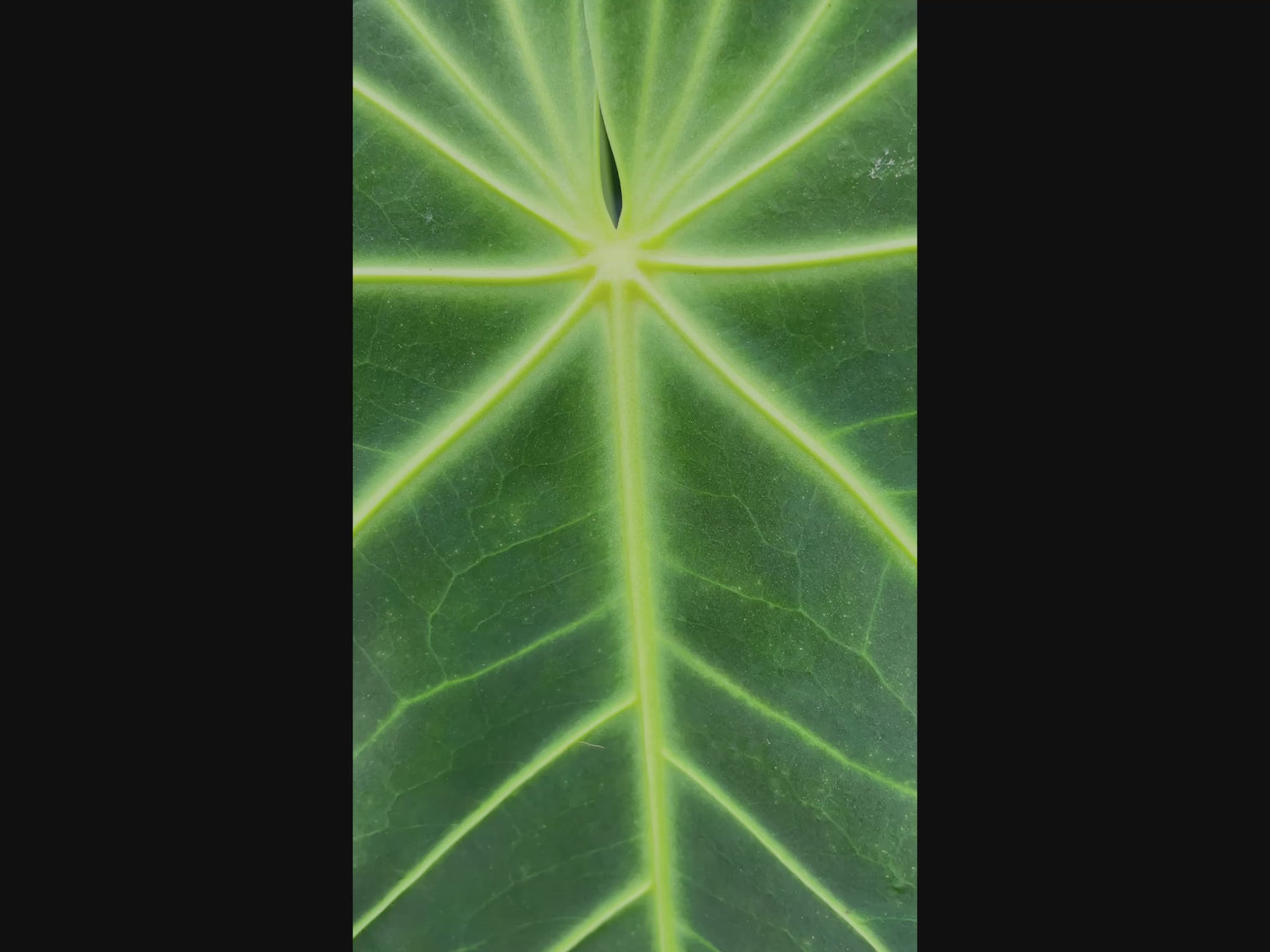 Anthurium magnificum x Anthurium waterburyanum