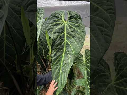 anthurium metallicum aff Anthurium metallicum