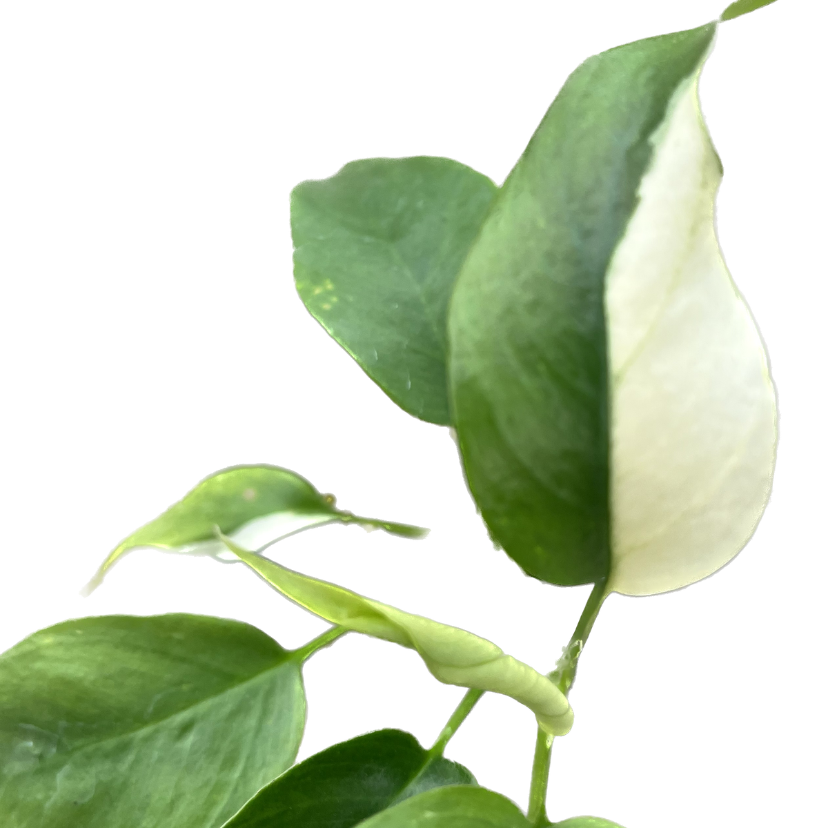 Rhaphidophora tetrasperma variegada — Ecuagenera USA Corp