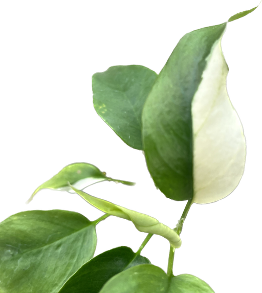 Rhaphidophora tetrasperma variegada — Ecuagenera USA Corp