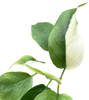 Rhaphidophora tetrasperma variegada