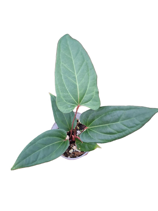 Anthurium pucayacuense cf. x Anth. besseae aff