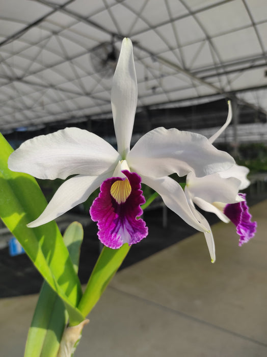 Laelia purpurata uba tuba