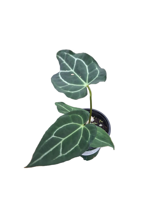Anthurium Glamour Green x Anthurium carlablackiae (seedling)