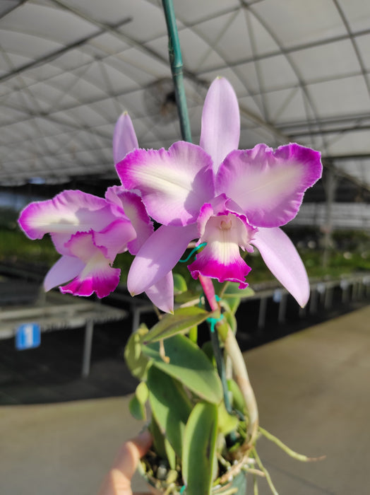 Cattleya intermedia f. semialba x f. coerulea