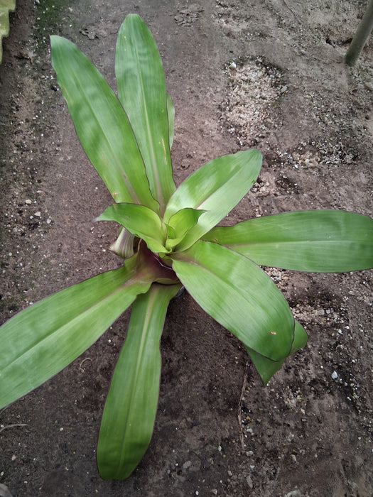 Cochliostema odoratissimum