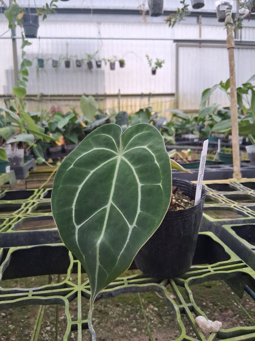 Anthurium Shuar Soul x Anthurium Ecuagenera Green Soul (XS)
