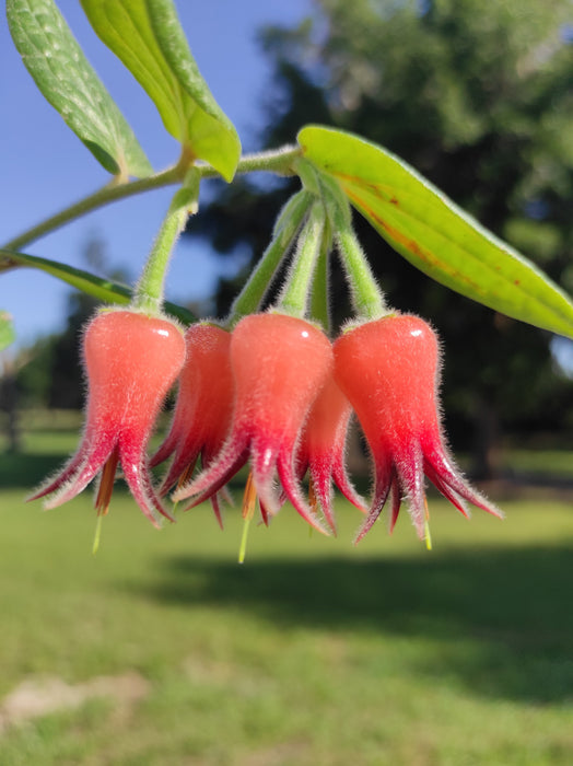 Ceratostema lanigerum
