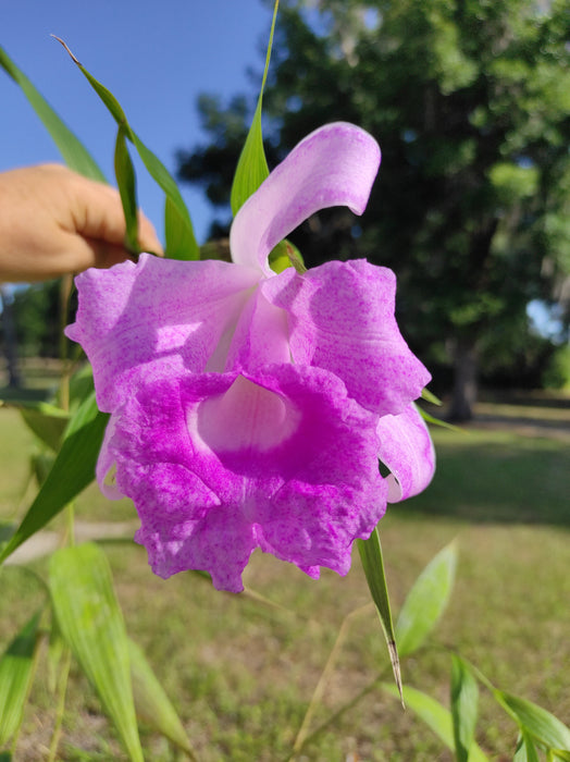 Sobralia Guatemala