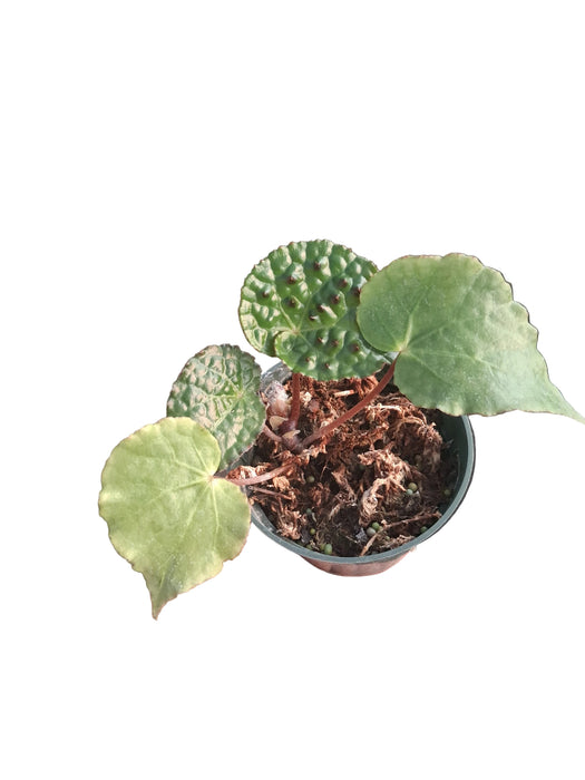 Begonia Ferox