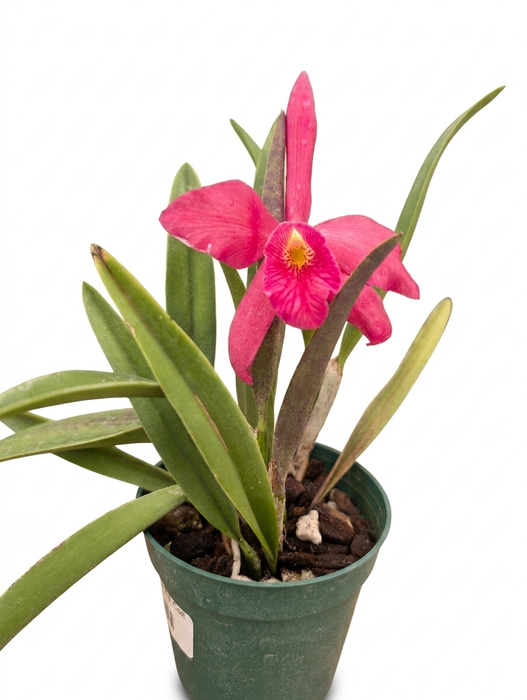 Brassocattleya Ed Cott
