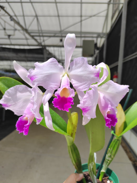 Cattleya trianae splash 'Miel'
