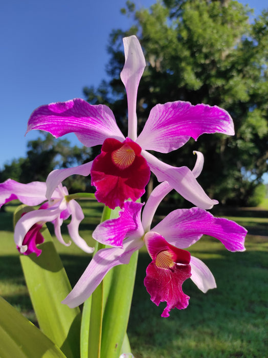 Laelia purpurata var. atropurpurea 'Ecuagenera' x vinicolor