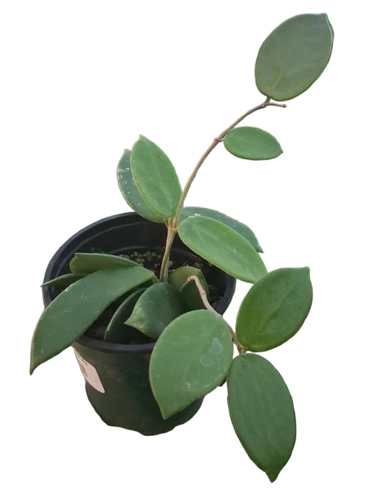 Hoya fangpengensis