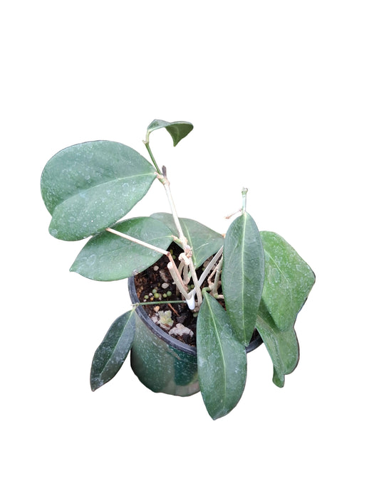 Hoya lamingtoniae