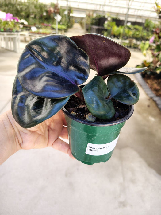 Geogenanthus ciliatus