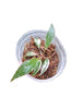 Philodendron Red Anderson (S)