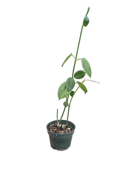 Hoya CV Ruthie
