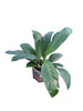 Anthurium bakeri aff