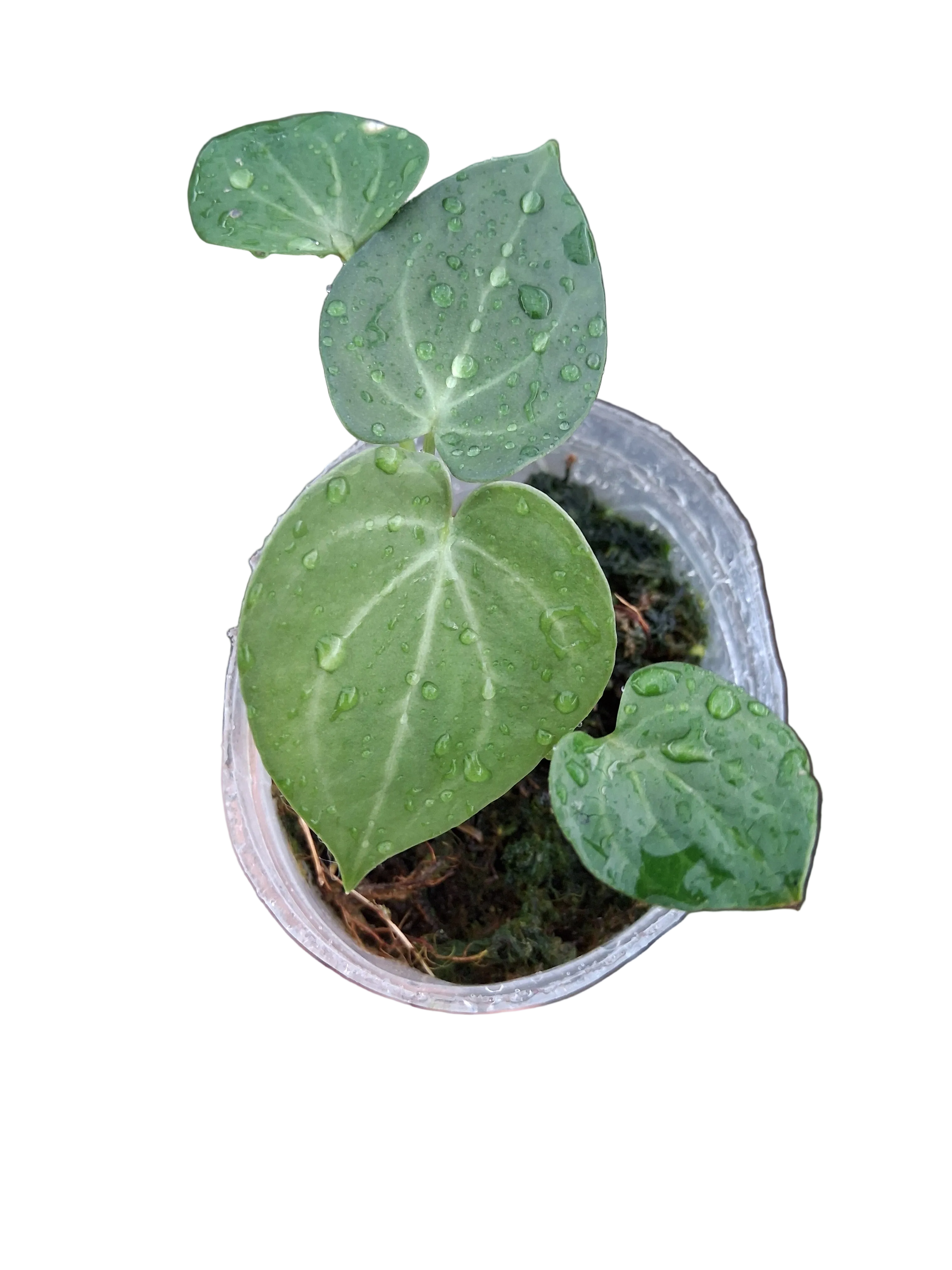 Anthurium Clarinervium x Silver tiger (S) — Ecuagenera USA Corp