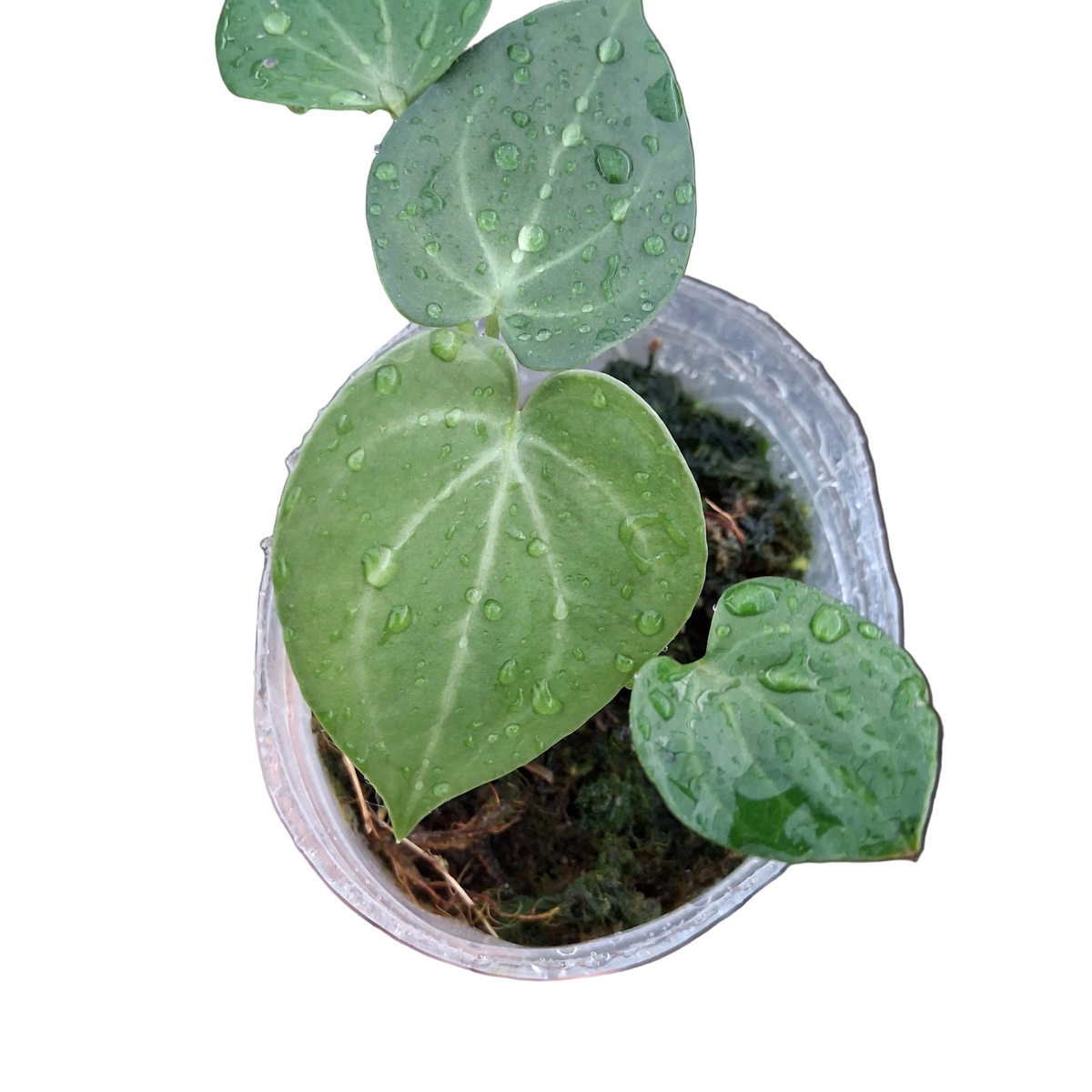 Anthurium Clarinervium x Silver tiger (S) — Ecuagenera USA Corp