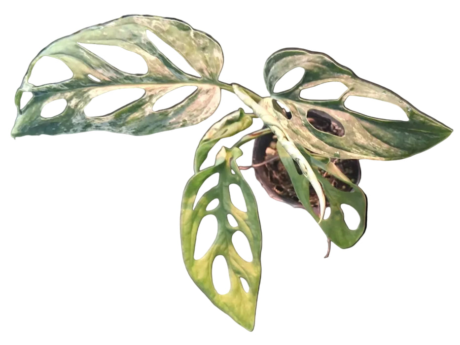 Monstera adansonii indonesia variegated