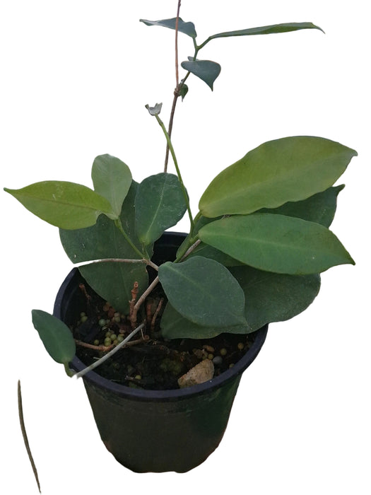 Hoya ischnopus