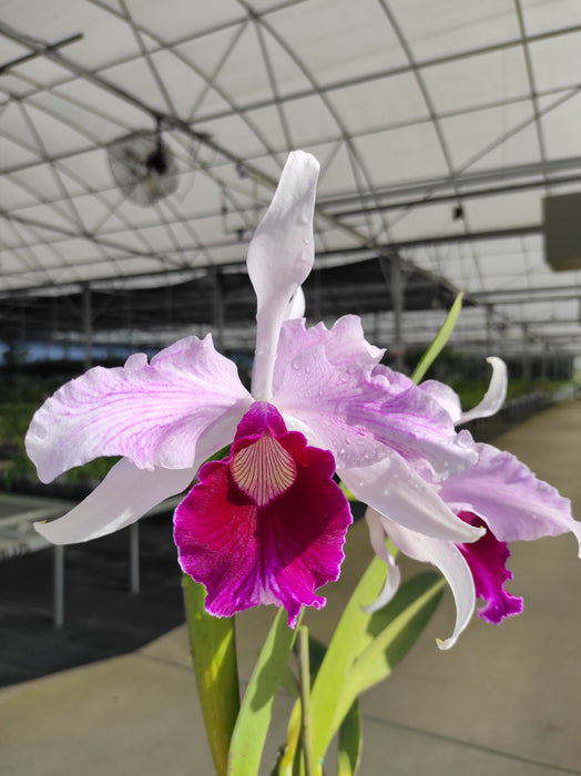 Laelia purpurata var. atropurpurea
