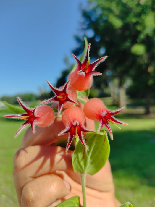 Ceratostema lanigerum (seedling)