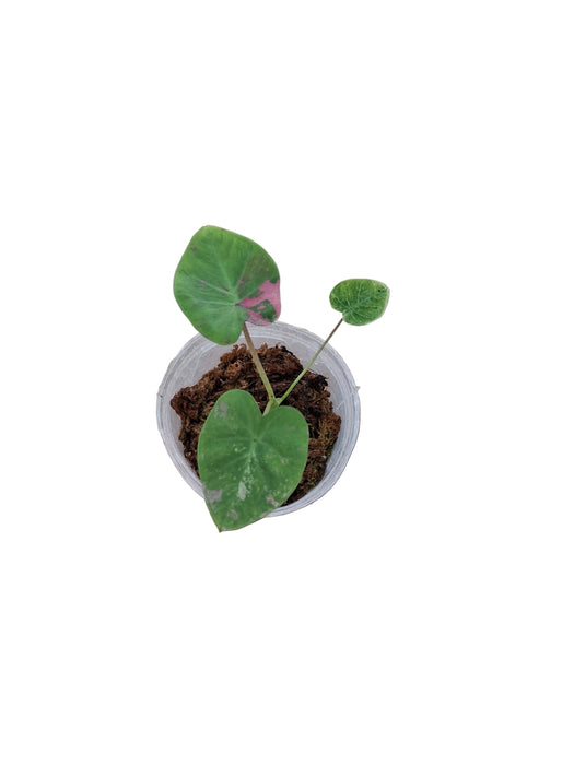 Colocasia Siam Ruby (s)