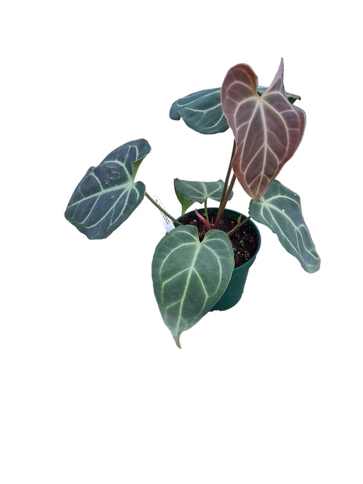 Anthurium Crystal's Flash