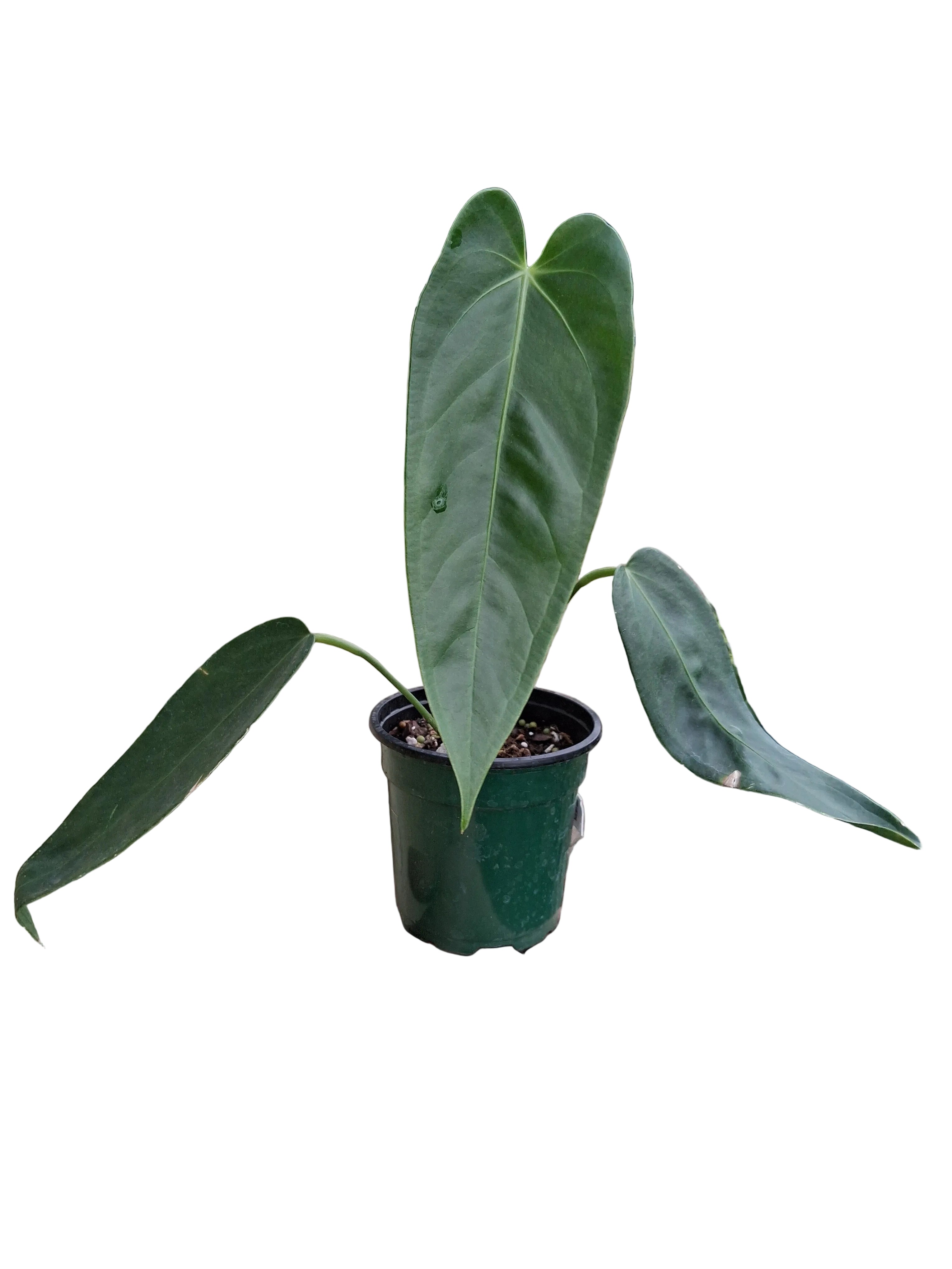 philodendron corcovanda Anthurium warocqueanum 'Green zafire'