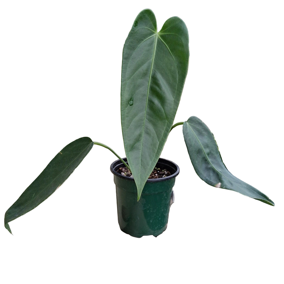 Anthurium warocqueanum 'Green zafire' — Ecuagenera USA Corp