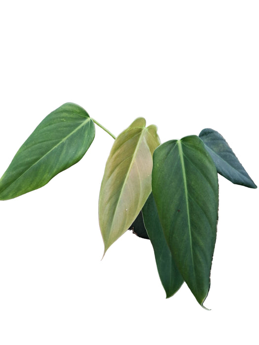 Philodendron pinnatilobum aff x Phil. erubescens X Phil. melanochrysum