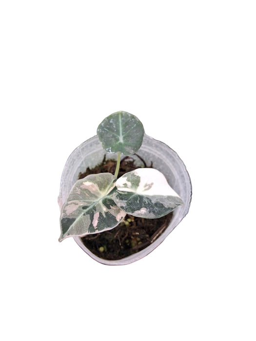 Alocasia Black Velvet 'Albo Pink Variegated'