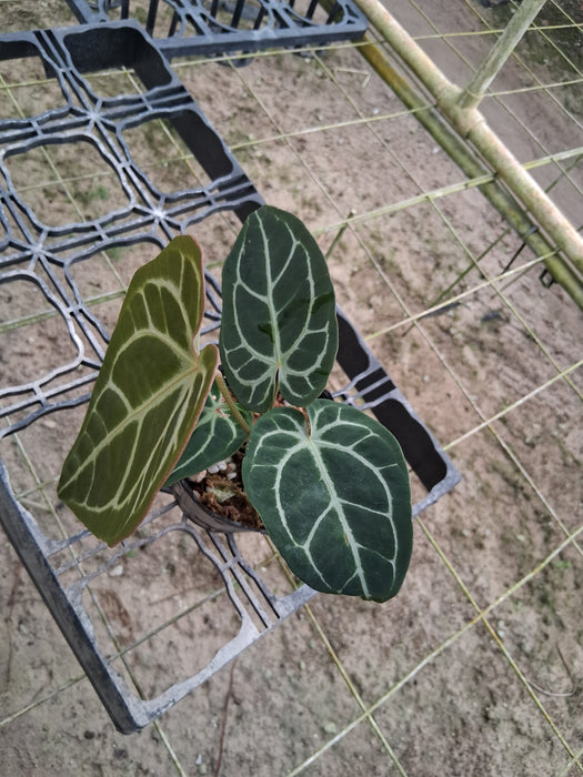 Anthurium Shuar Soul x Anthurium Ecuagenera Green Soul