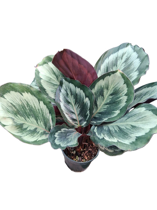 Calathea Medallion 'Mysty'