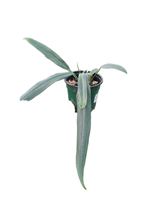 Anthurium perangustum cf