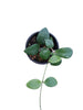 Hoya sp Mamasa