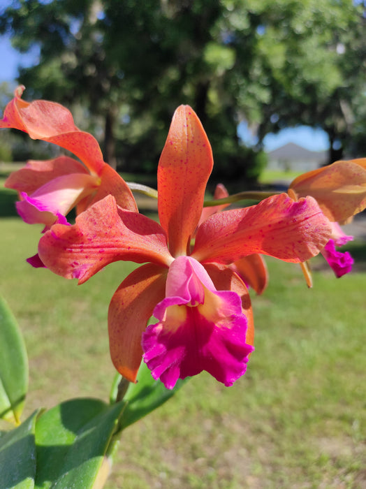 Rhyncholaeliocattleya Memoria Nestor Tovar