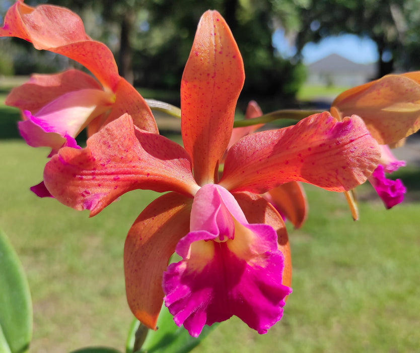 Rhyncholaeliocattleya Memoria Nestor Tovar