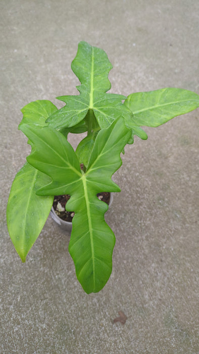 philodendron green dragon vs golden dragon Philodendron Golden Dragon