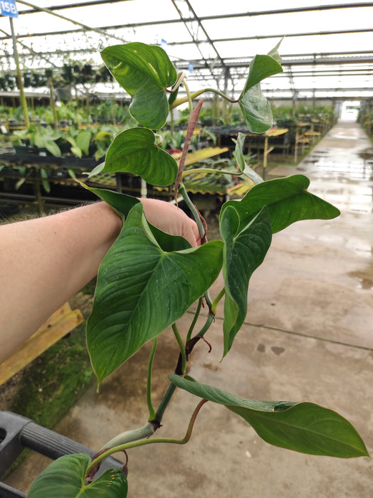 Philodendron magnum dark petiole
