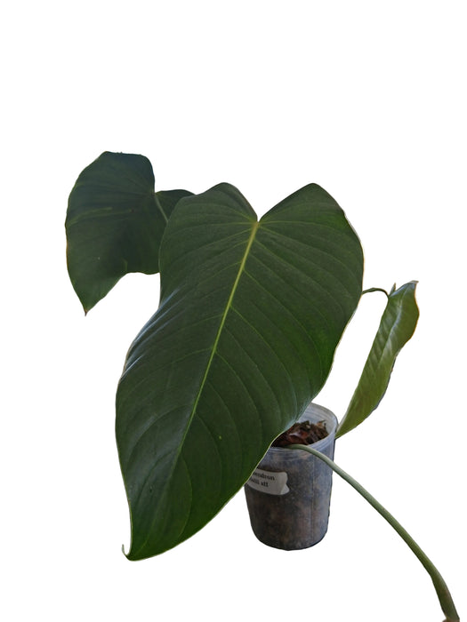 Philodendron quelalii aff