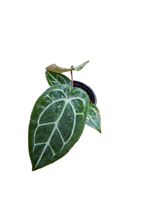 Anthurium Eureka x (Anth. Dr. Block F2 x NSE Red Crystal) (XS)