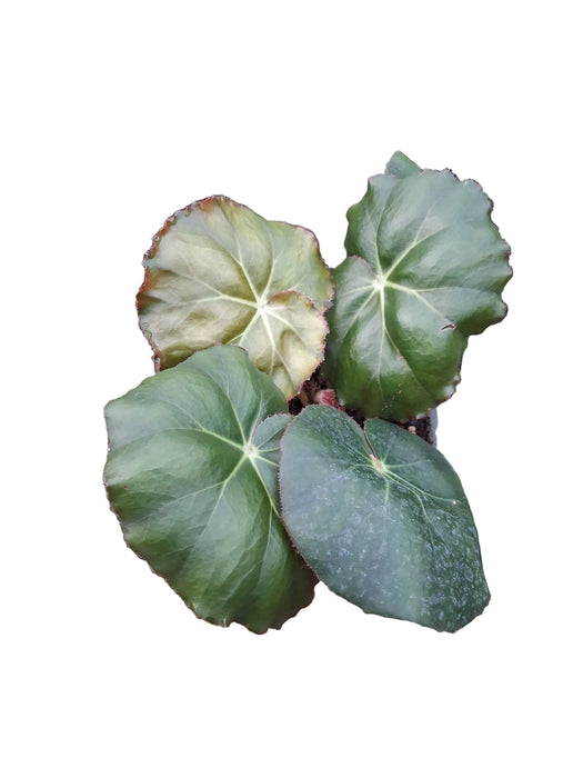 Begonia lugonis