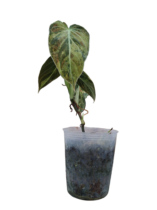 Philodendron melanochrysum variegado